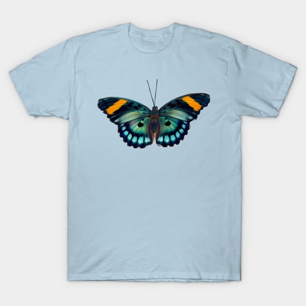 Blue and black striped Butterfly T-Shirt by Eveline D’souza